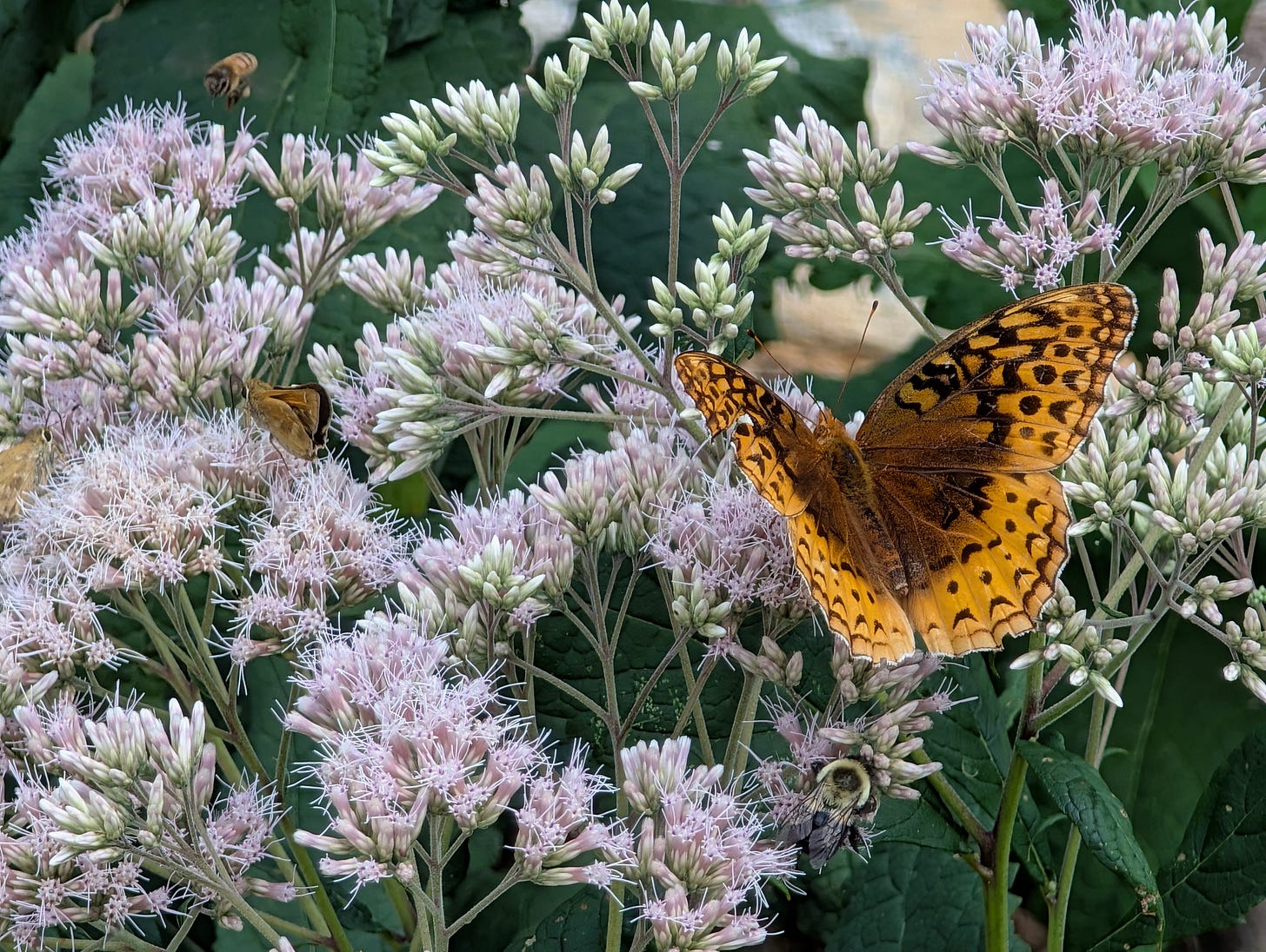 pollinators on Joe Pye-weed