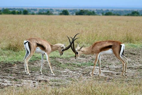 9 photos from Kenya of Jacob, his family, and various wild animals
