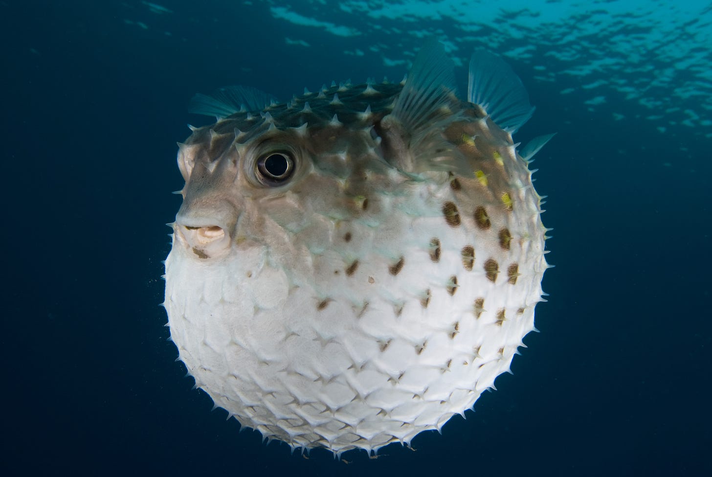 An image of a puffer fish.