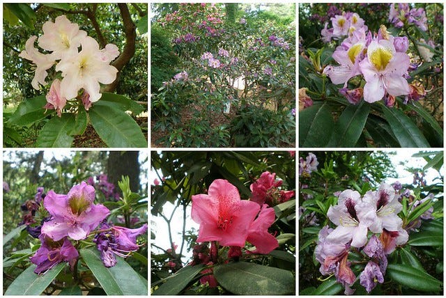 Rhododendroms Rhododendroms