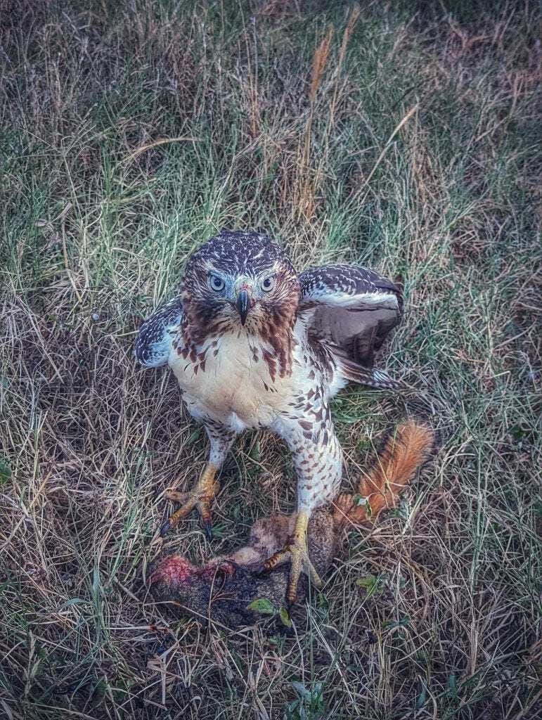Hawk with squirrel