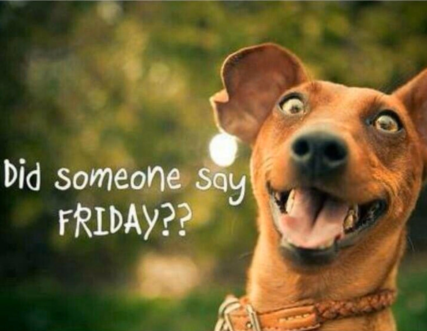 Happy Friday | Jokes of the day (48661)
