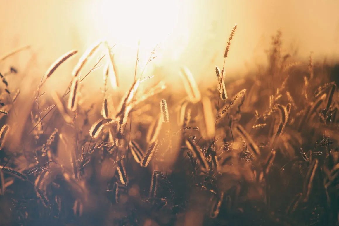 Season = Ploughing, Planting, Watering and Harvest