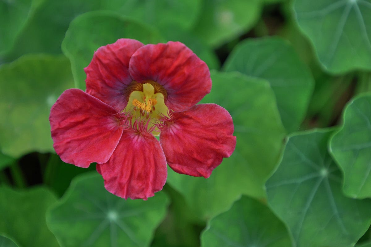 a nasturtium flower and plants