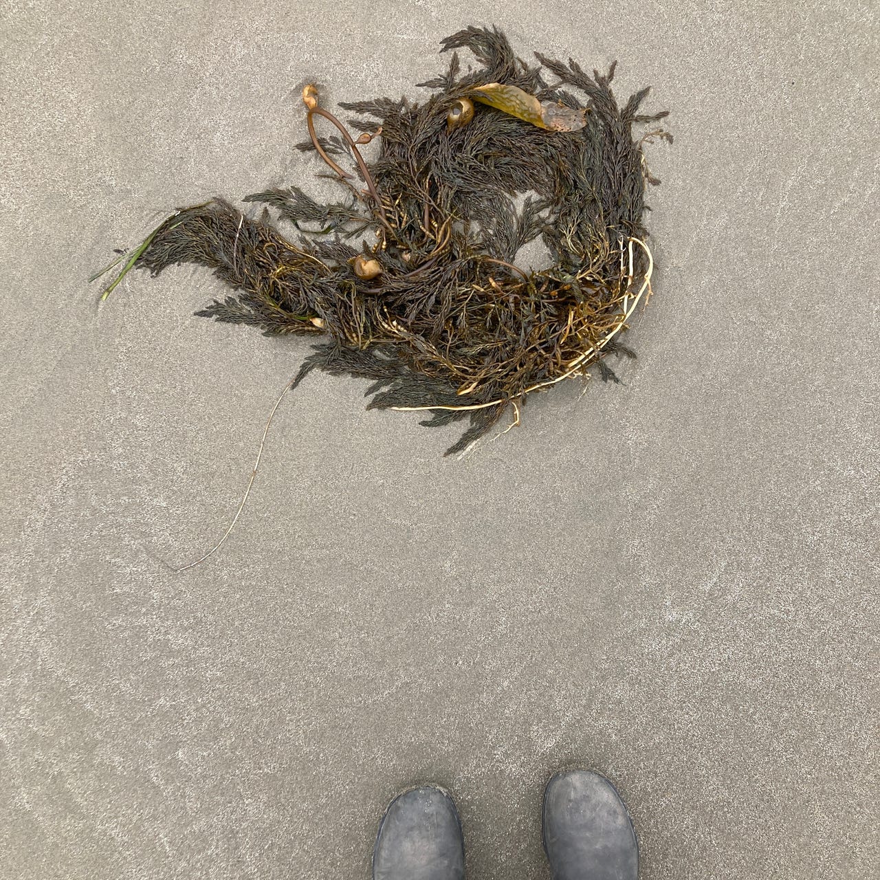 Seaweed Report