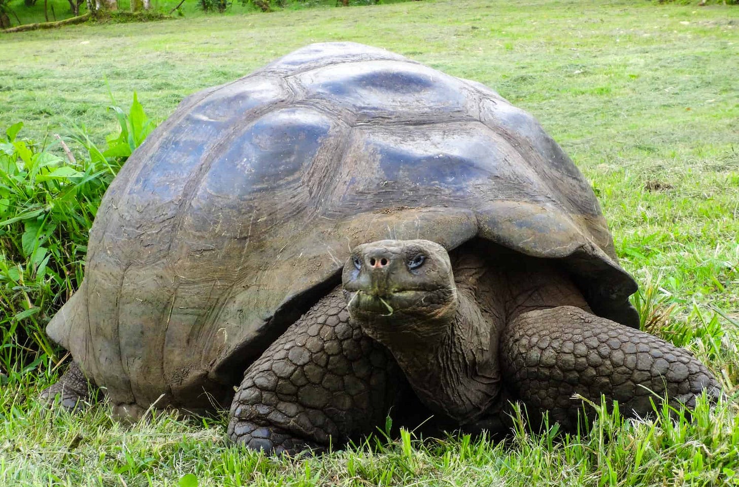 Animal, Animal Wildlife, Animals In The Wild, Awe, Beauty In Nature Animal, Animal Wildlife, Animals In The Wild, Awe, Beauty In Nature