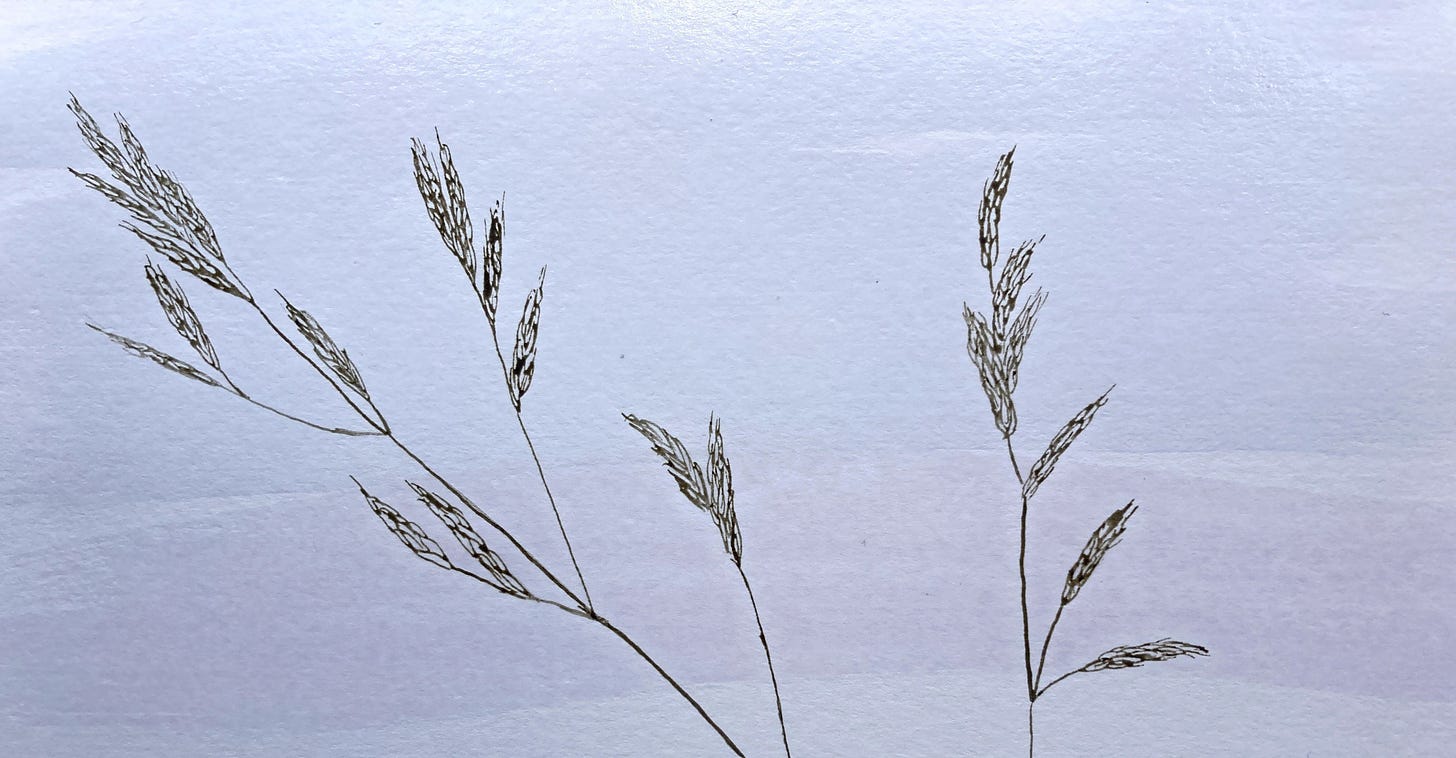 Ink drawing of prairie grass with background wash of red cabbage ink