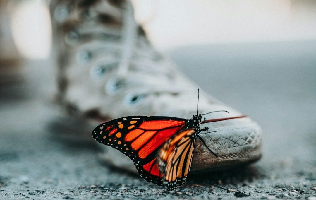selective focus photo of butterfly on shoe