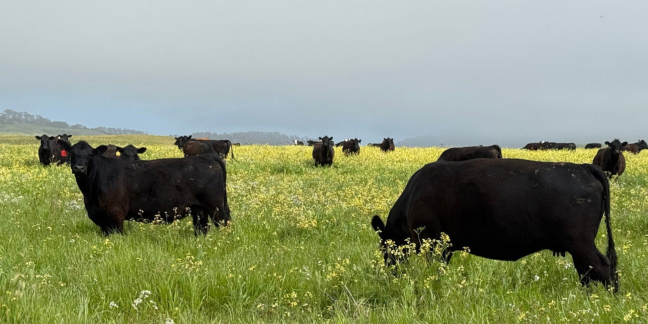 Nature Conservancy secured $10 million grant before finalizing Point Reyes ranch takeover; ranchers kept in the dark