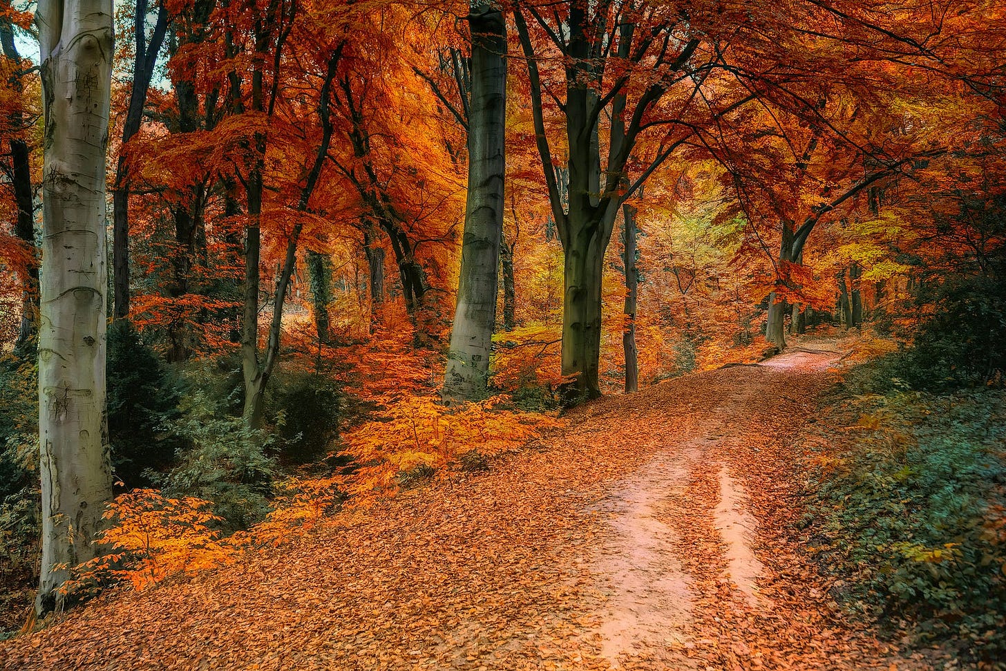 A forest path, beautiful and vibrantly colored in the warm hues of fall. Deep reds, bright orange, and warm brown with the dappled evergreens. A forest path, beautiful and vibrantly colored in the warm hues of fall. Deep reds, bright orange, and warm brown with the dappled evergreens.