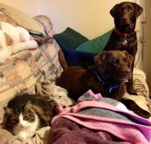 The pack. From Tyler's twitter