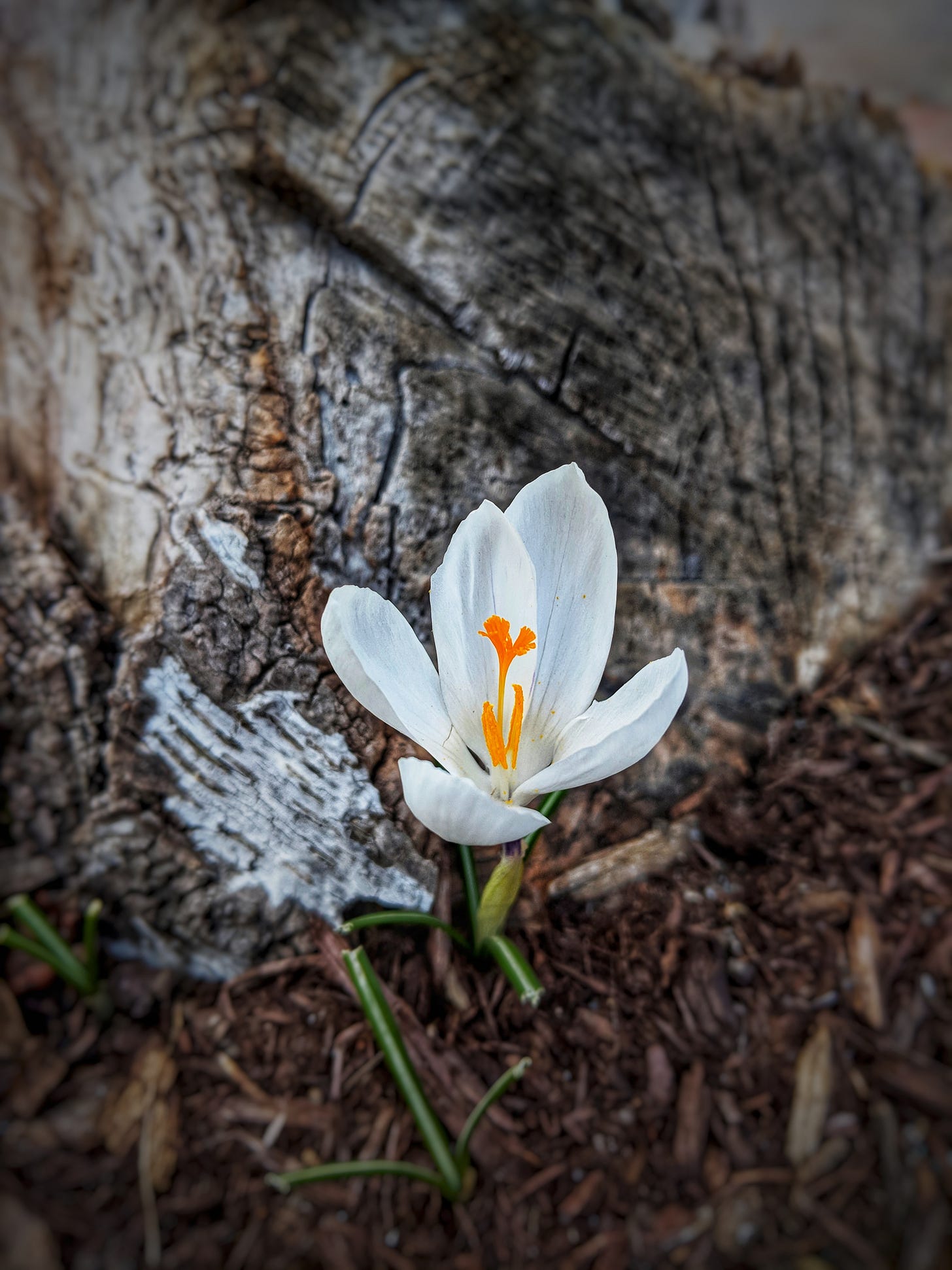Spring Appearance