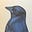 Wazeau's avatar