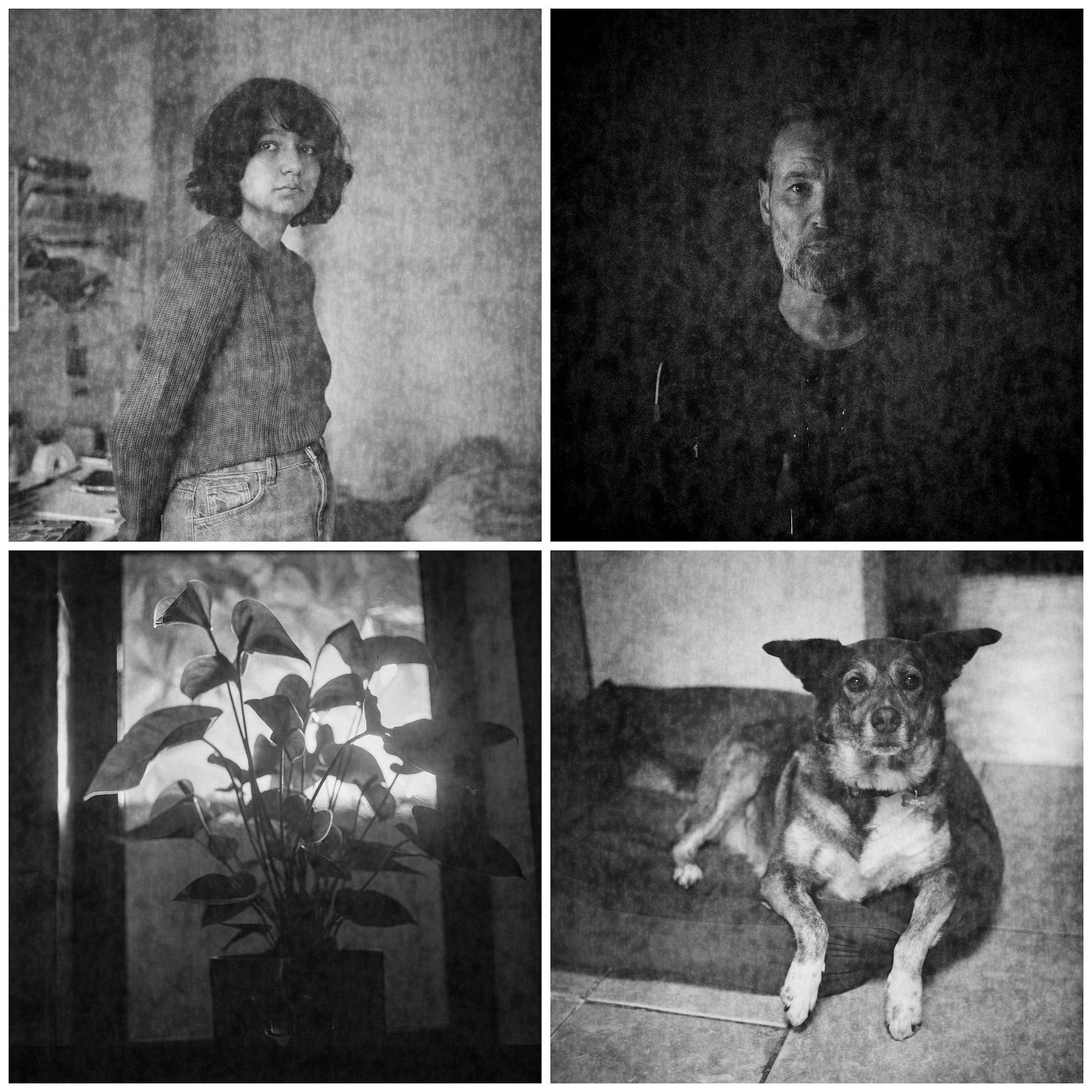 A four photo montage, my daughter, me in the dark, a backlit plant and my dog.