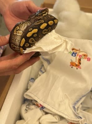 Bags containing 39 live pythons were confiscated from a smuggler crossing into the US from Mexico in Laredo, Texas. 