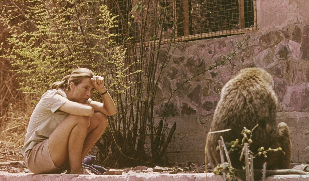 Jane Goodall Dies Aged 91 on Oct. 1