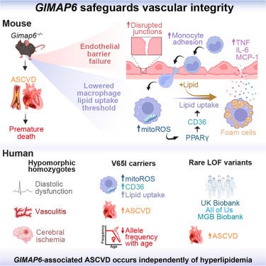Graphical abstract undfig1