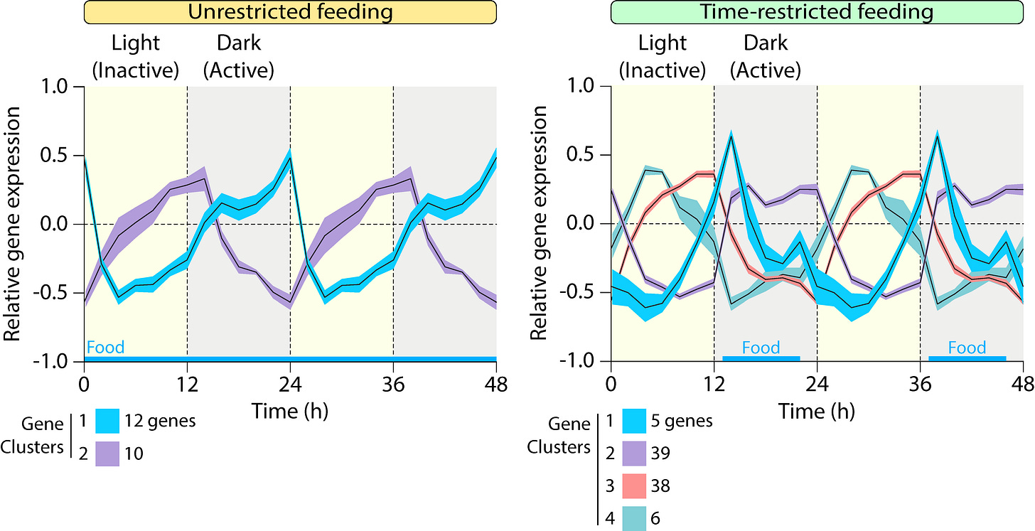 Two graphs showing how whole-body mitochondrial synchronization was most prominent around transitions between feeding, fasting, activity, and rest. Two graphs showing how whole-body mitochondrial synchronization was most prominent around transitions between feeding, fasting, activity, and rest.
