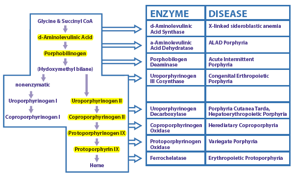 Sensitivity & Specificity of Tests for Porphyria - American Porphyria Foundation Sensitivity & Specificity of Tests for Porphyria - American Porphyria Foundation