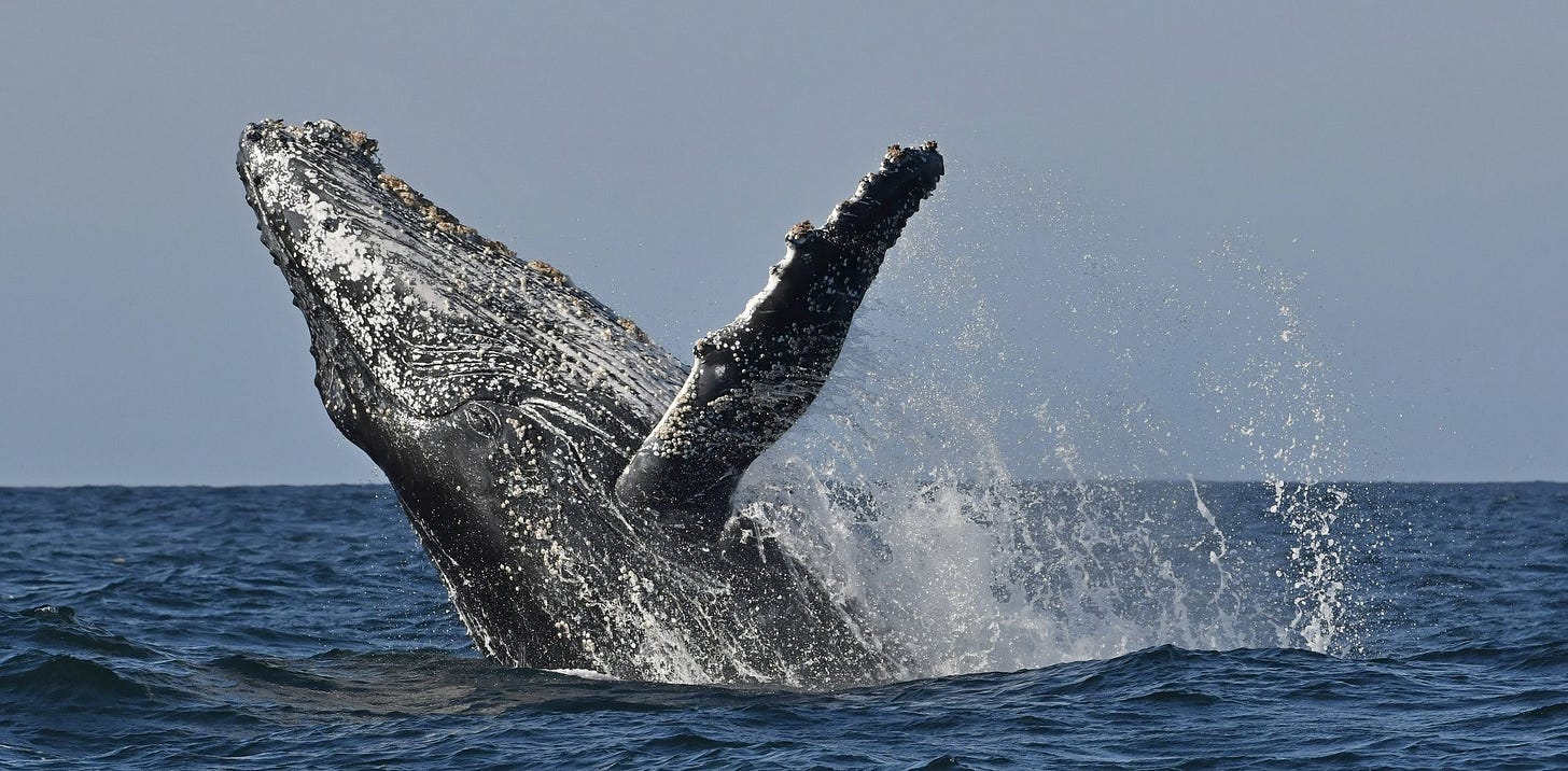 Whales of the Jersey Shore — Save Coastal Wildlife