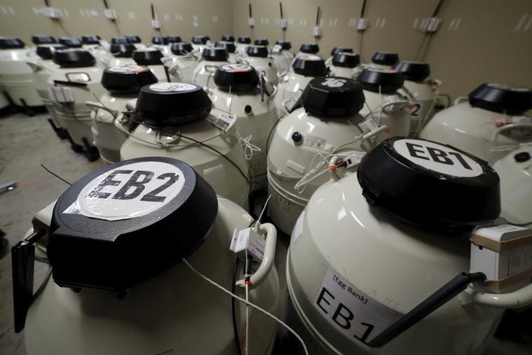 A room full of smaller cryo storage containers, each capable of holding approximately 150 egg samples immersed in liquid nitrogen, in one of the secured storage areas at the Aspire Houston Fertility Institute in vitro fertilization lab Tuesday, Feb. 27, 2024, in Houston. A room full of smaller cryo storage containers, each capable of holding approximately 150 egg samples immersed in liquid nitrogen, in one of the secured storage areas at the Aspire Houston Fertility Institute in vitro fertilization lab Tuesday, Feb. 27, 2024, in Houston.