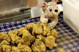 Truffle - CU white truffles at 350 dpi Truffle - CU white truffles at 350 dpi