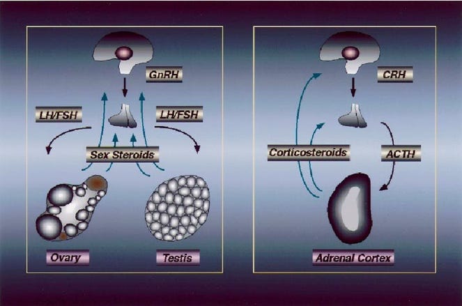 Hypothalamo-pituitary-gonadal and -adrenal axes. As described in the... | Download Scientific Diagram Hypothalamo-pituitary-gonadal and -adrenal axes. As described in the... | Download Scientific Diagram