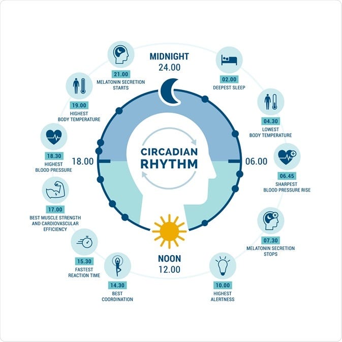 What is the Circadian Rhythm? What is the Circadian Rhythm?