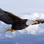 American Wings's avatar