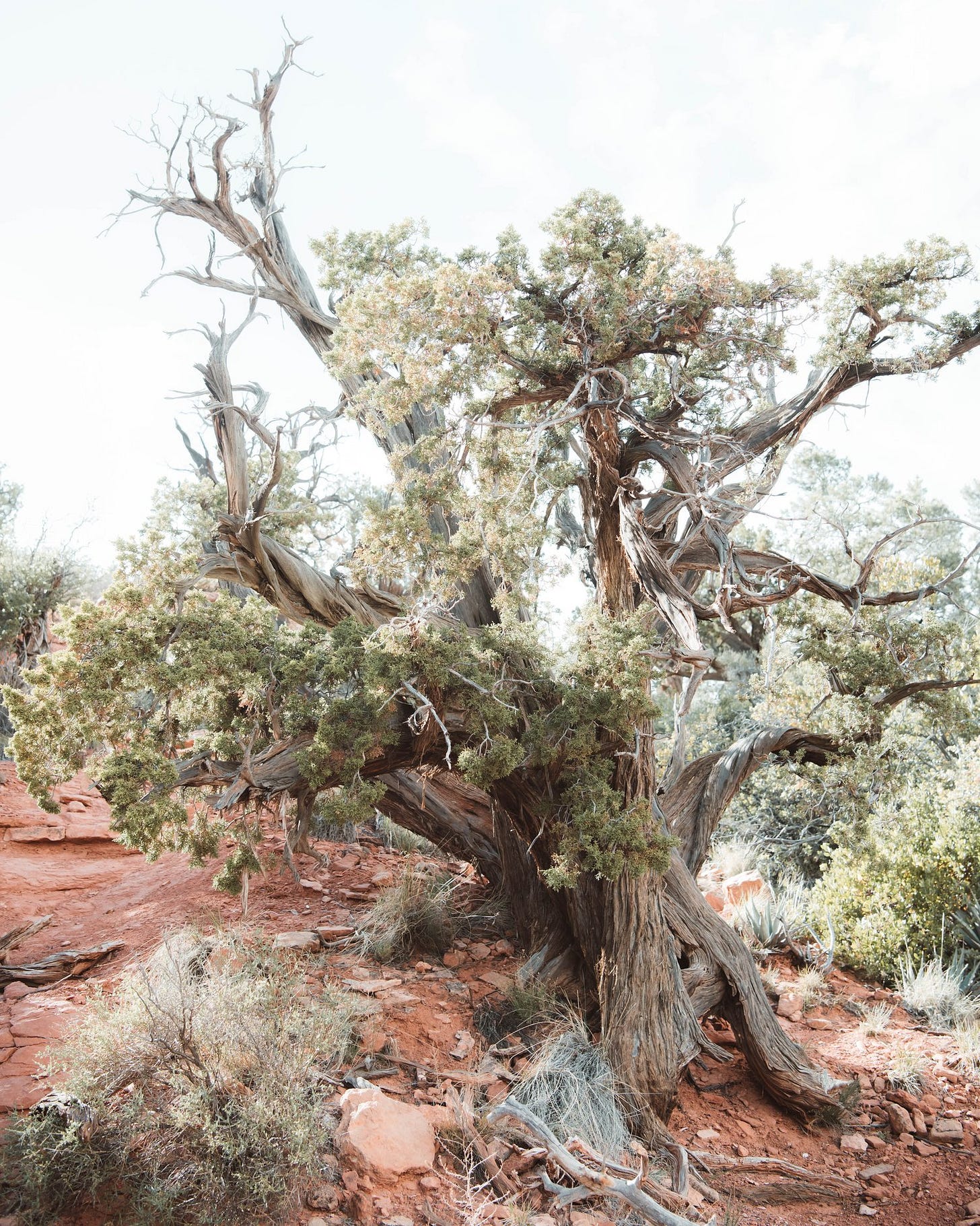 The Sedona Bush 16x20.jpg