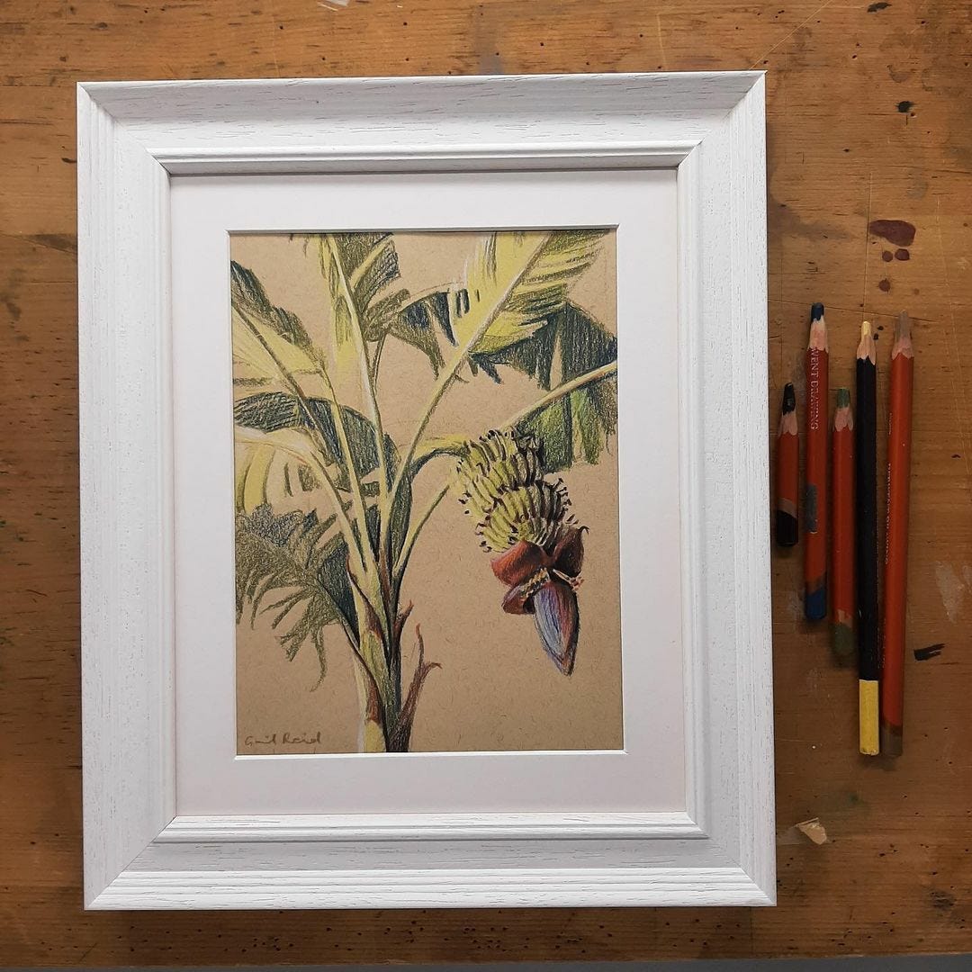 Closeup of framed drawing of banana plant including fruit