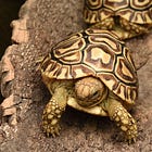 同じ模様は、一つもない。ヒョウモンリクガメという亀