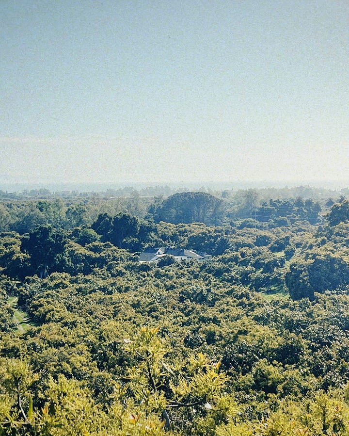 Wide angle view of the acvocado ranch and closeup image of a bunch of avocados on a tree