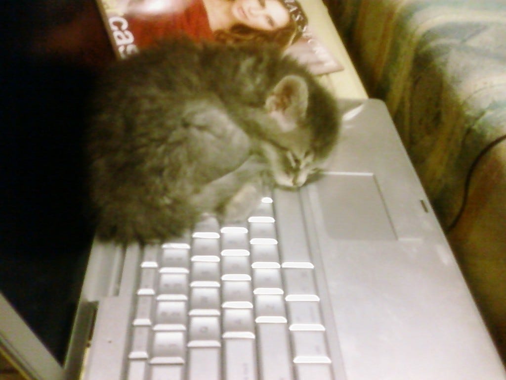 Kali_Kitten_Cats_Like_Computers Kali_Kitten_Cats_Like_Computers