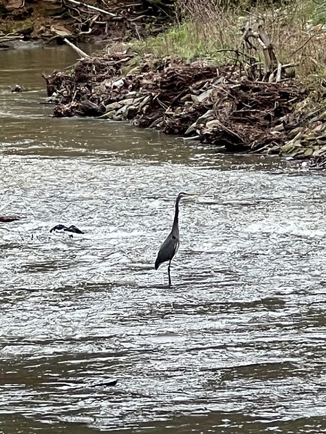 Great blue herons at the Jemison Park Trail.