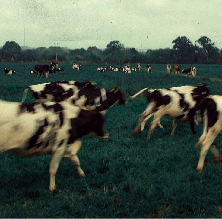 This may contain: a herd of cows running across a lush green field
