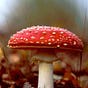 Stinkhorn's avatar