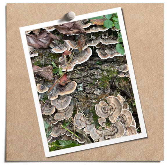 Turkey Tails Turkey Tails