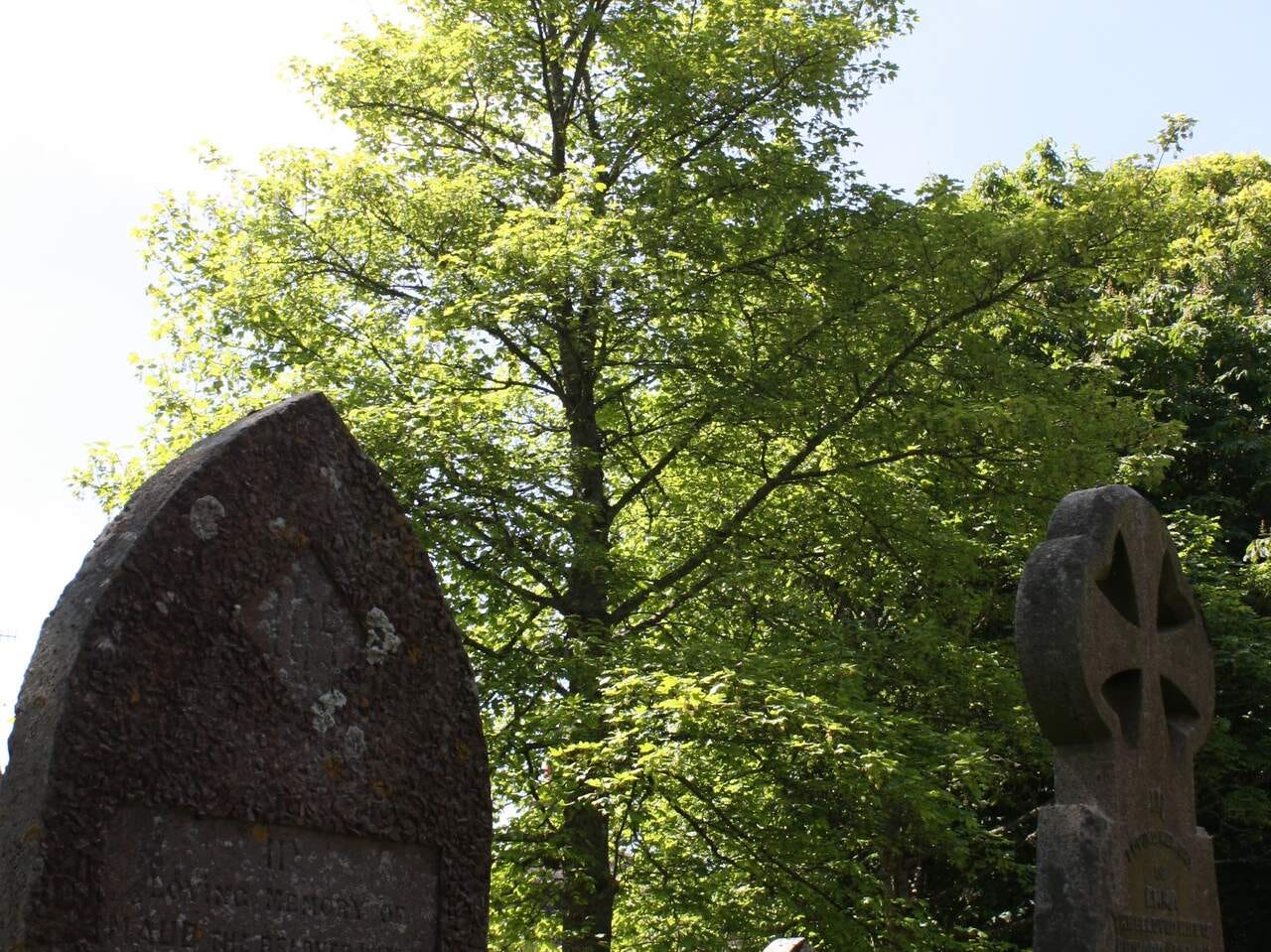 Gravestones and tree in a cemetery