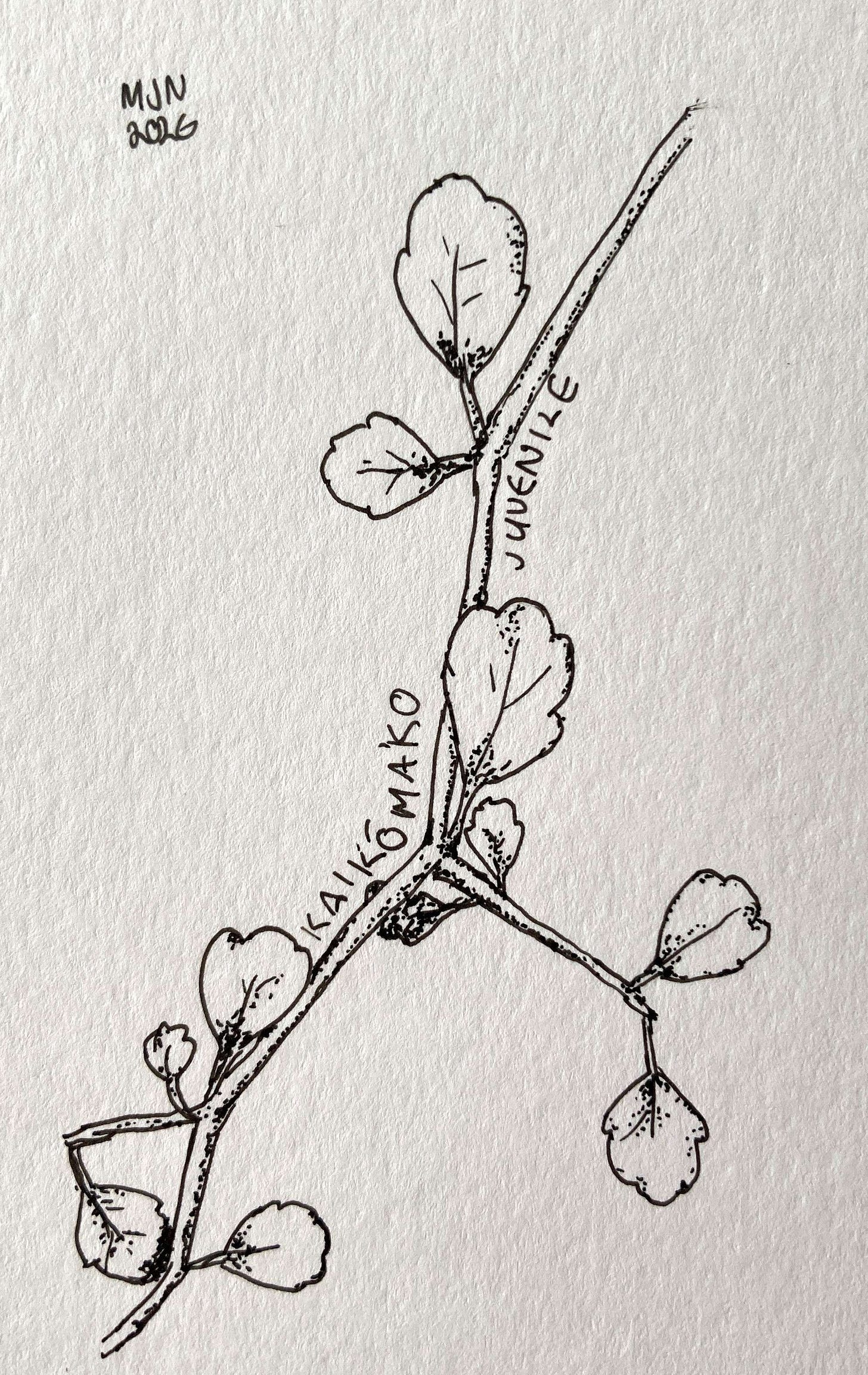 Line drawing of a juvenile twig of kaikōmako Line drawing of a juvenile twig of kaikōmako