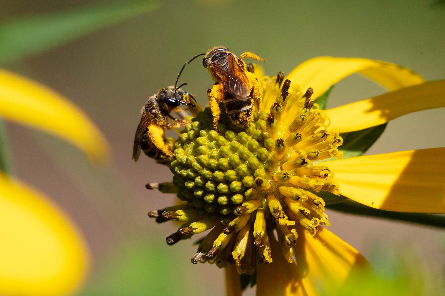 A pair of small bees with yellow, pollen-laden legs and black-and-white striped abdomens, atop a yellow coneflower