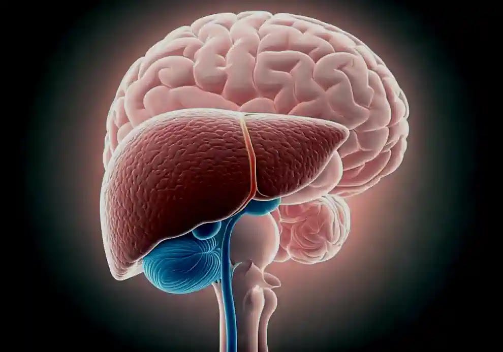 AI demonstrates the liver brain connection.