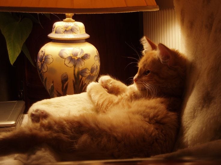 This may contain: an orange and white cat laying on top of a bed next to a table lamp