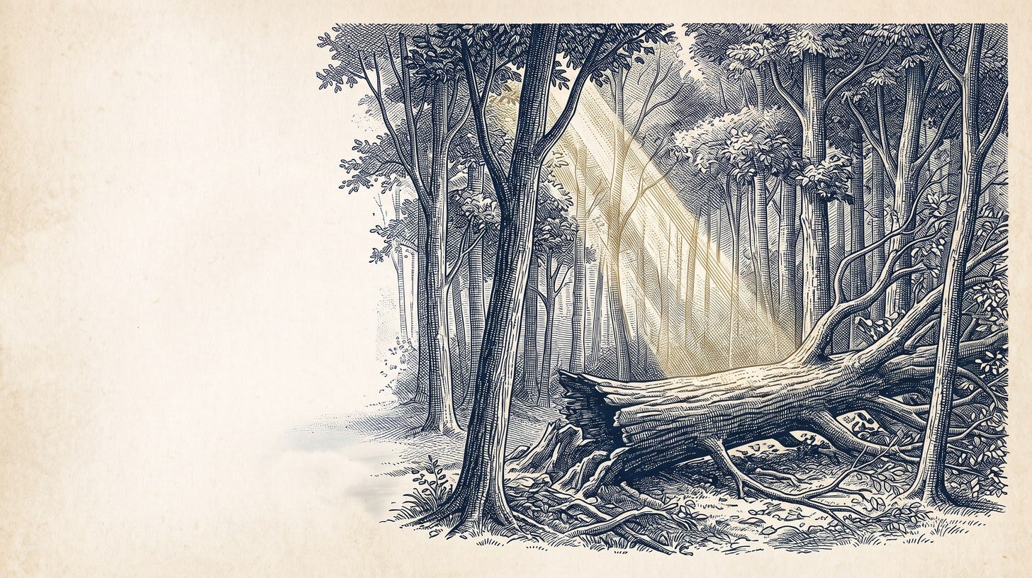 Grabado: un gran árbol caído en un bosque mientras los árboles pequeños buscan la luz. Ilustración de la semana.