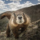 Soul Trait Studio: Curiosity