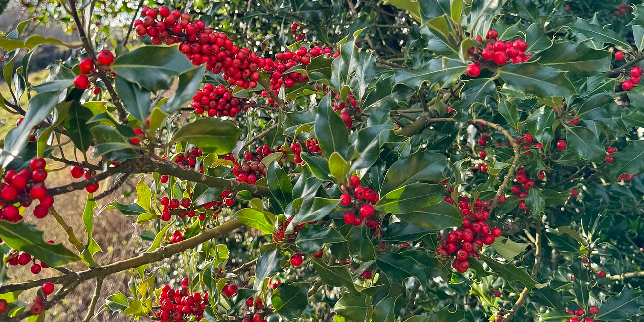 Ilex aquifolium | holly