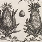 A history of… pineapples