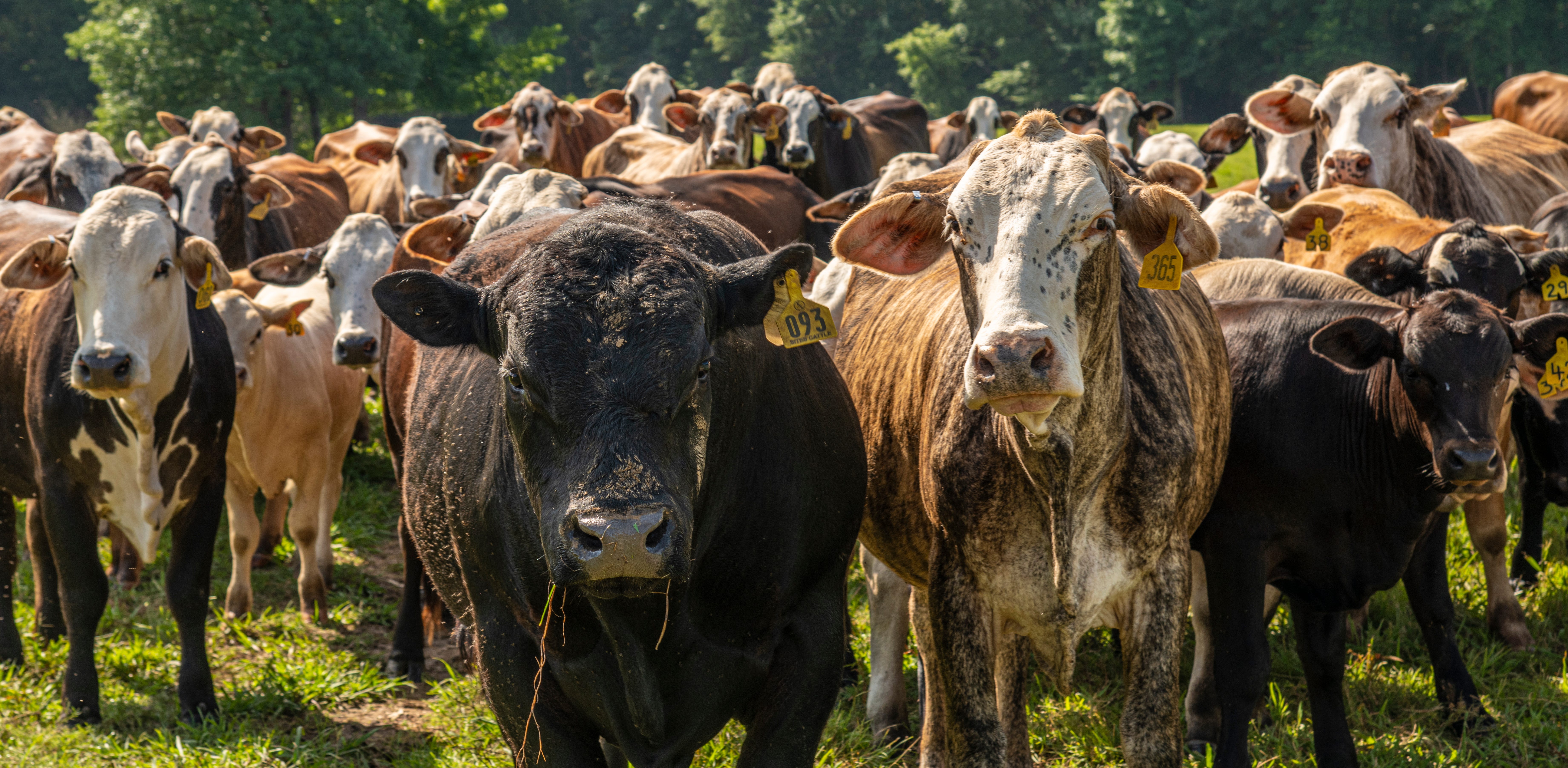 URGENT: Keep (even more) cows out of Wilderness