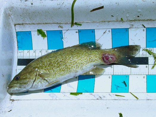 An image of a smallmouth mass with an infected lesion