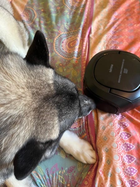 Thora, the Writer Elkhound, listens intently to a CD-player playing Ji Chang-wook.